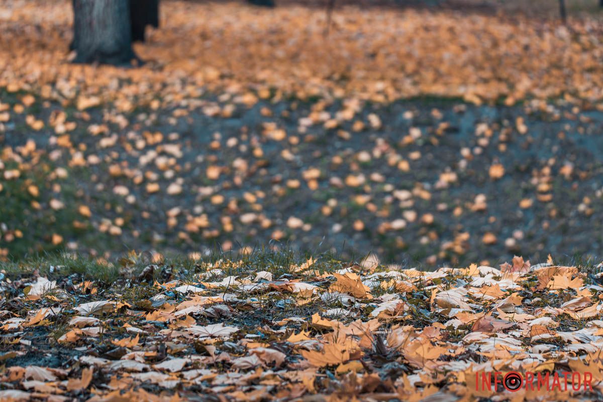 Как в Днепре выглядит парк Шевченко, покрытый золотистым одеялом осени 45
