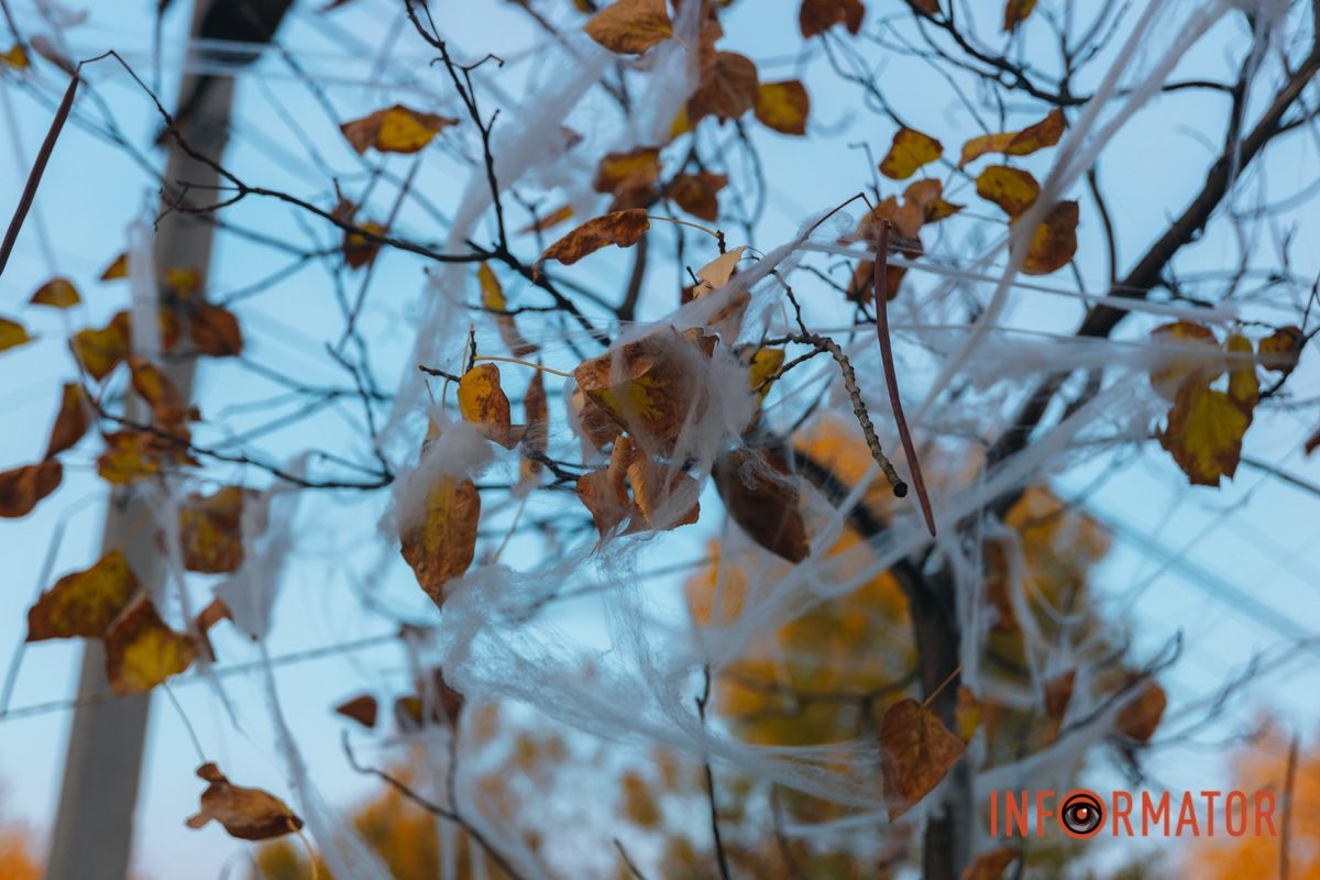 Листя в павутині 