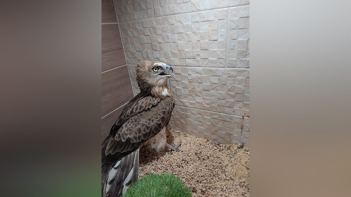 Змієїда потрібно забрати у Вероніки, а пелікана – в Обухівці Змієїда потрібно забрати у Вероніки, а пелікана – в Обухівці