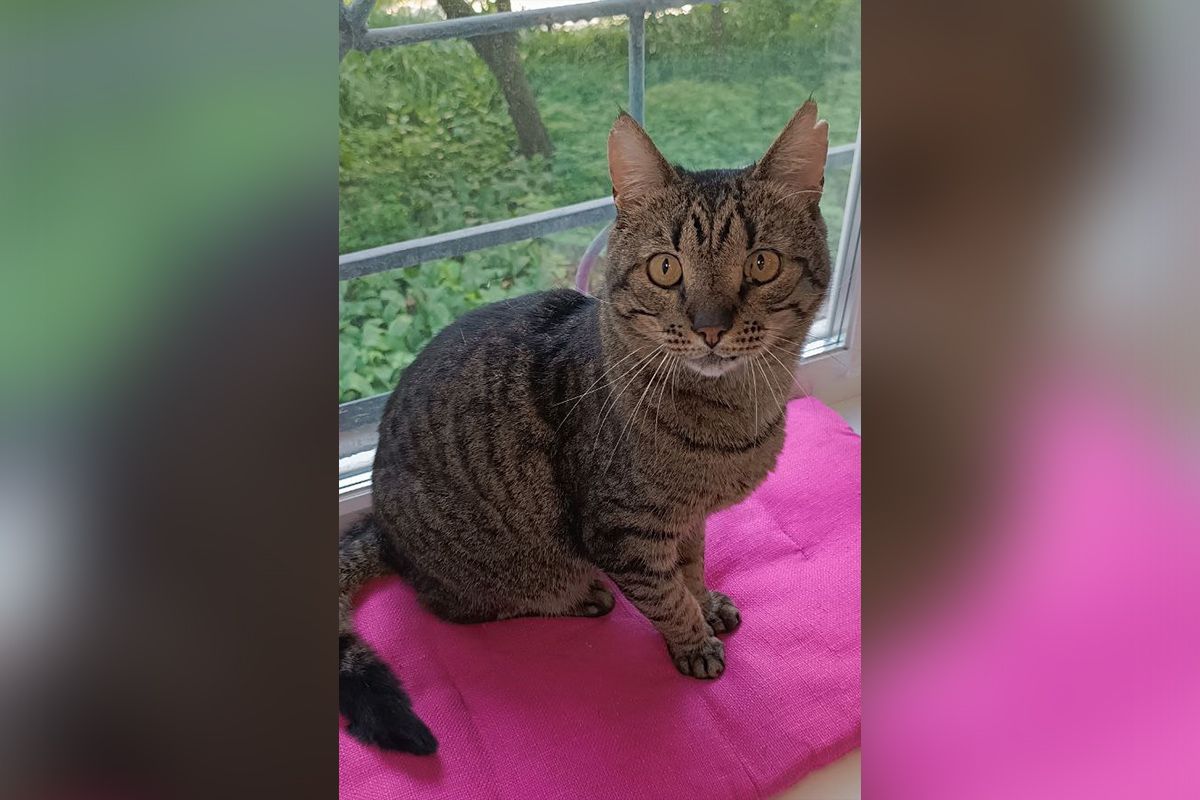 Ласкавий але ревнивий кіт Василь