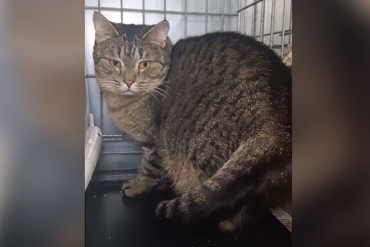 Уна шукає господарів, які допоможуть їй побороти страх та приймуть її любов