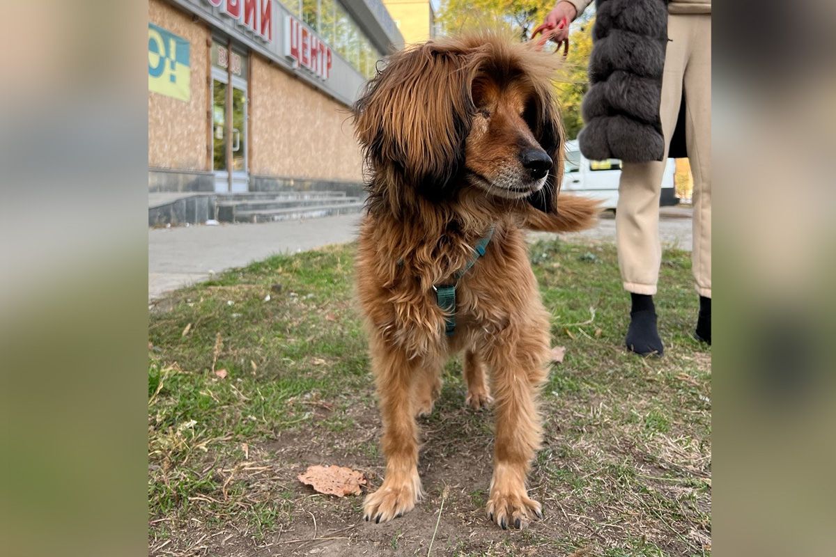 Песику Бахмуту довелося чимало пережити, але він не збирається здаватися