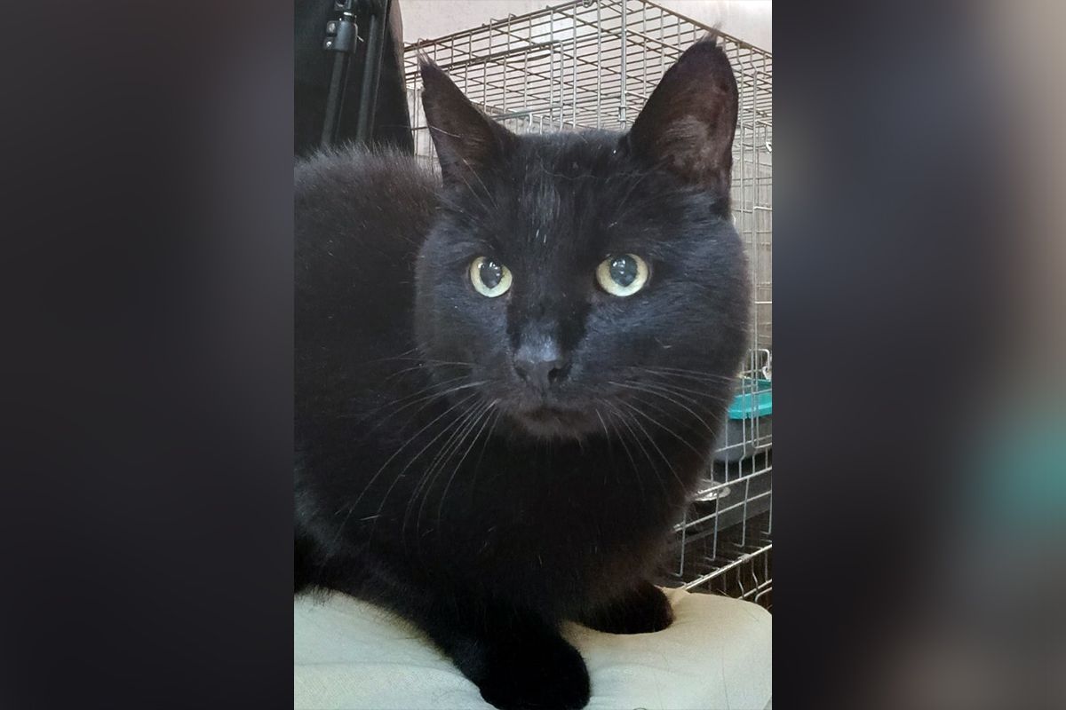 Брюнет одразу дасть зрозуміти, коли хоче ласки