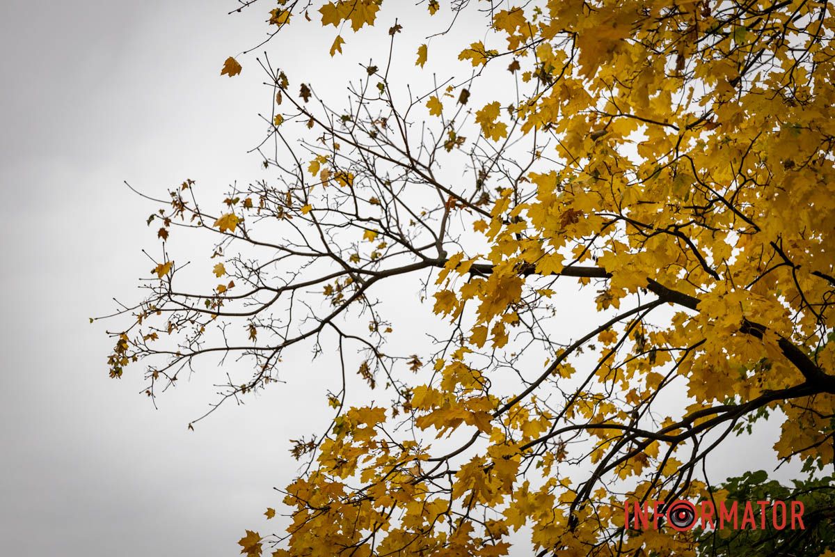 З дерев почало опадати волосся Останні теплі дні: у парк Шевченко у Дніпрі завітала «золота осінь» 2