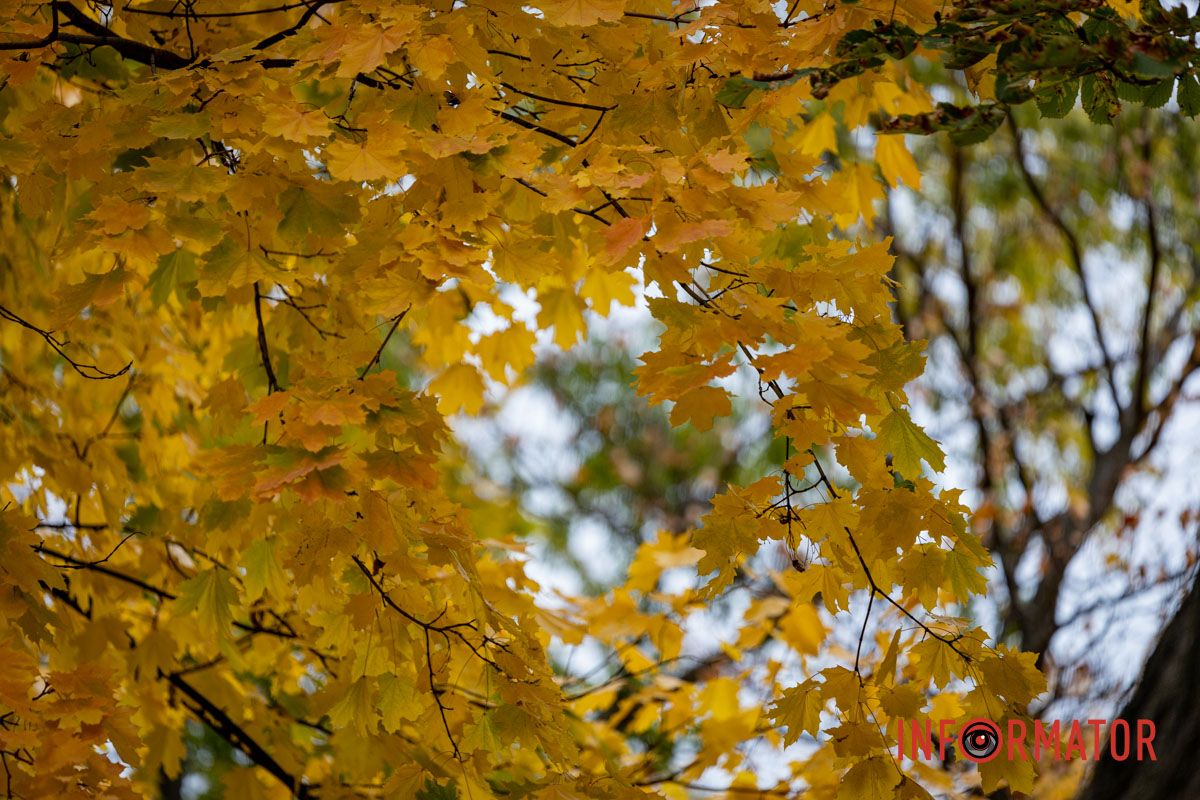У Дніпро прийшов листопад Останні теплі дні: у парк Шевченко у Дніпрі завітала «золота осінь» 1