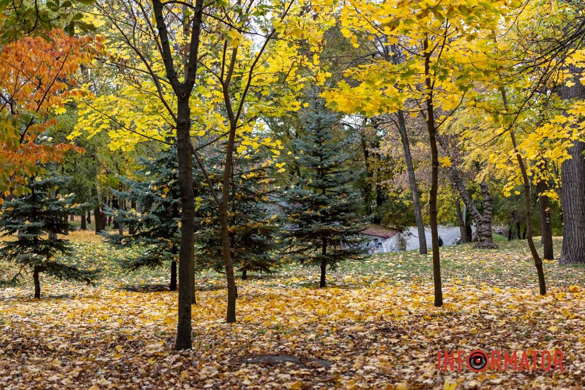 Вічнозелені красуні Останні теплі дні: у парк Шевченко у Дніпрі завітала «золота осінь» 8