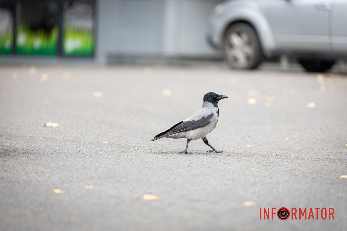 Дуже важливий птах Останні теплі дні: у парк Шевченко у Дніпрі завітала «золота осінь» 16