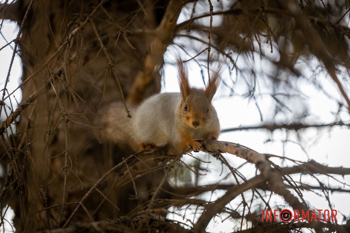 І ось такі відвідувачі парку є Останні теплі дні: у парк Шевченко у Дніпрі завітала «золота осінь» 17