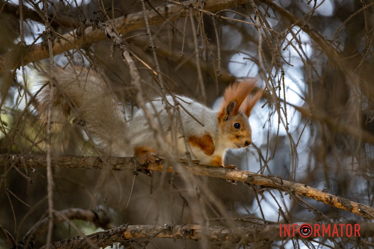 Білочка позує для зйомки на камеру Останні теплі дні: у парк Шевченко у Дніпрі завітала «золота осінь» 19