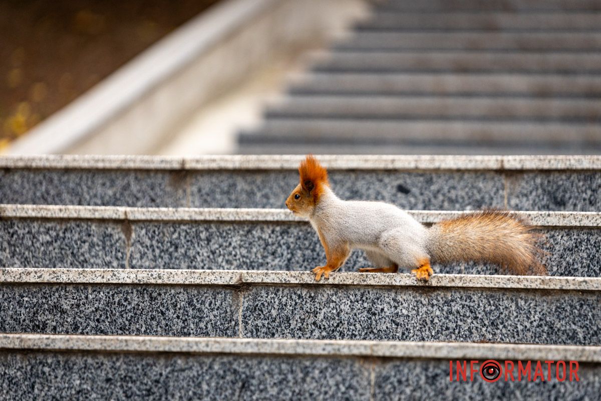 Білка у парку Шевченка в Дніпра Останні теплі дні: у парк Шевченко у Дніпрі завітала «золота осінь» 21