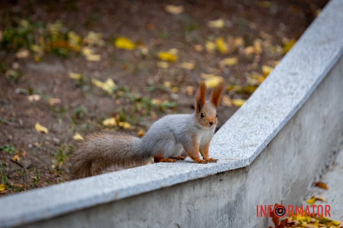 Побачила горіх Останні теплі дні: у парк Шевченко у Дніпрі завітала «золота осінь» 20
