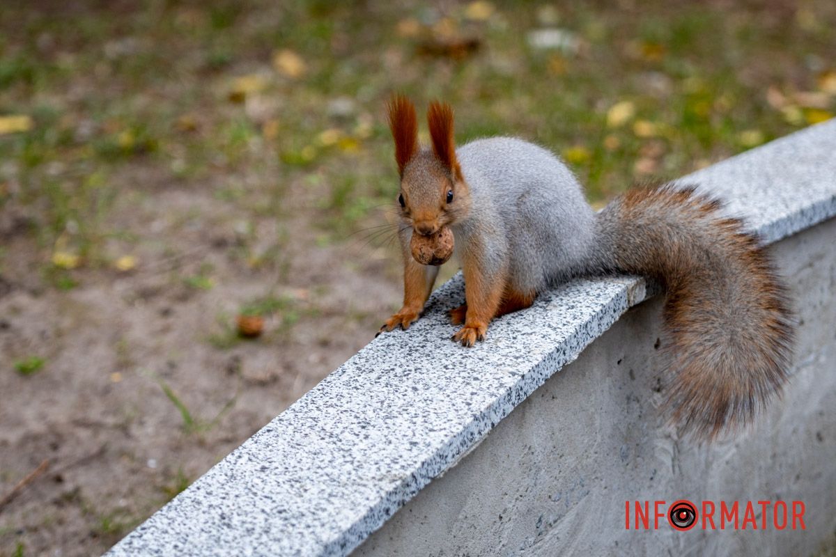 Все, отримала на горіхи Останні теплі дні: у парк Шевченко у Дніпрі завітала «золота осінь» 22