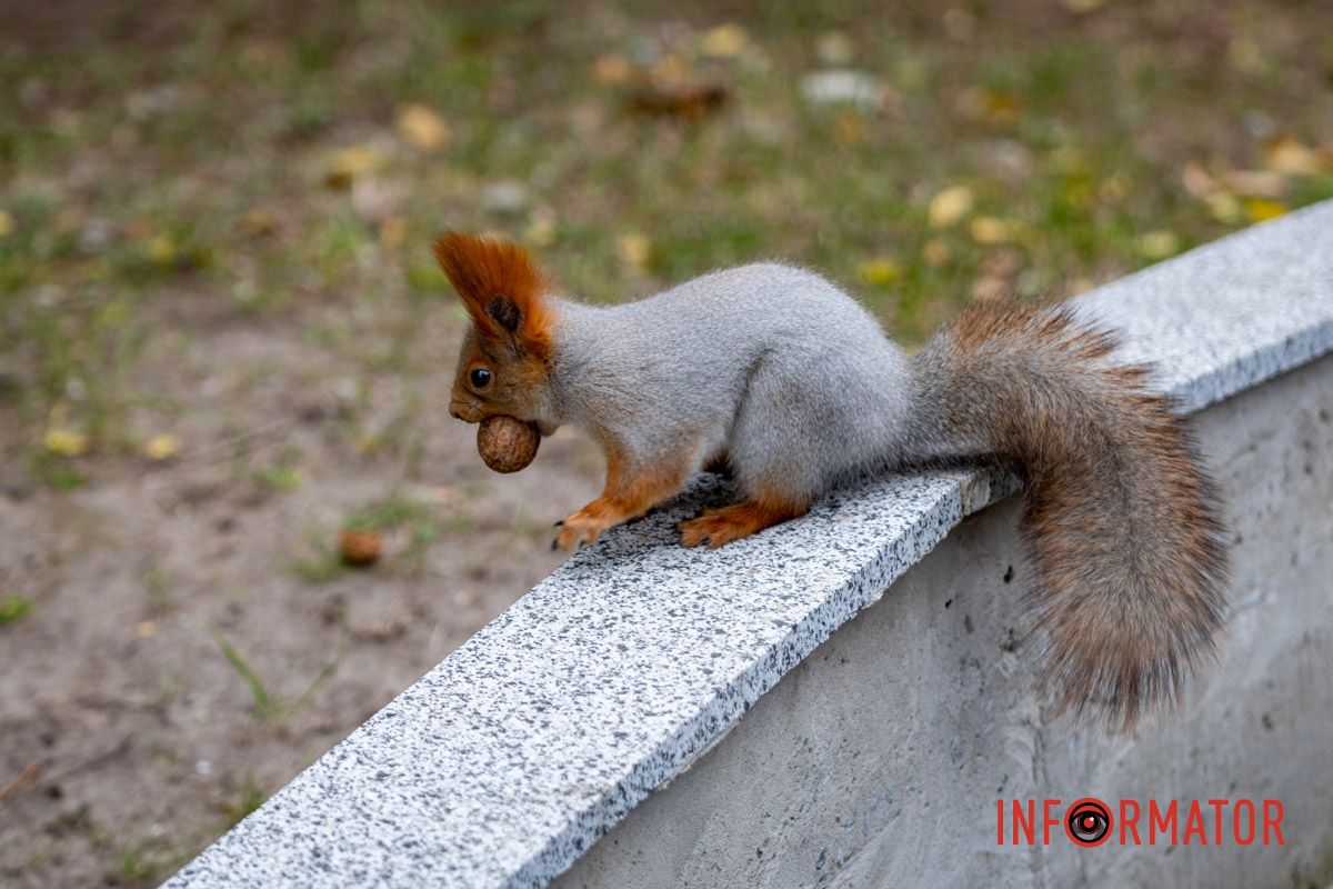 Буде чим поласувати Останні теплі дні: у парк Шевченко у Дніпрі завітала «золота осінь» 23