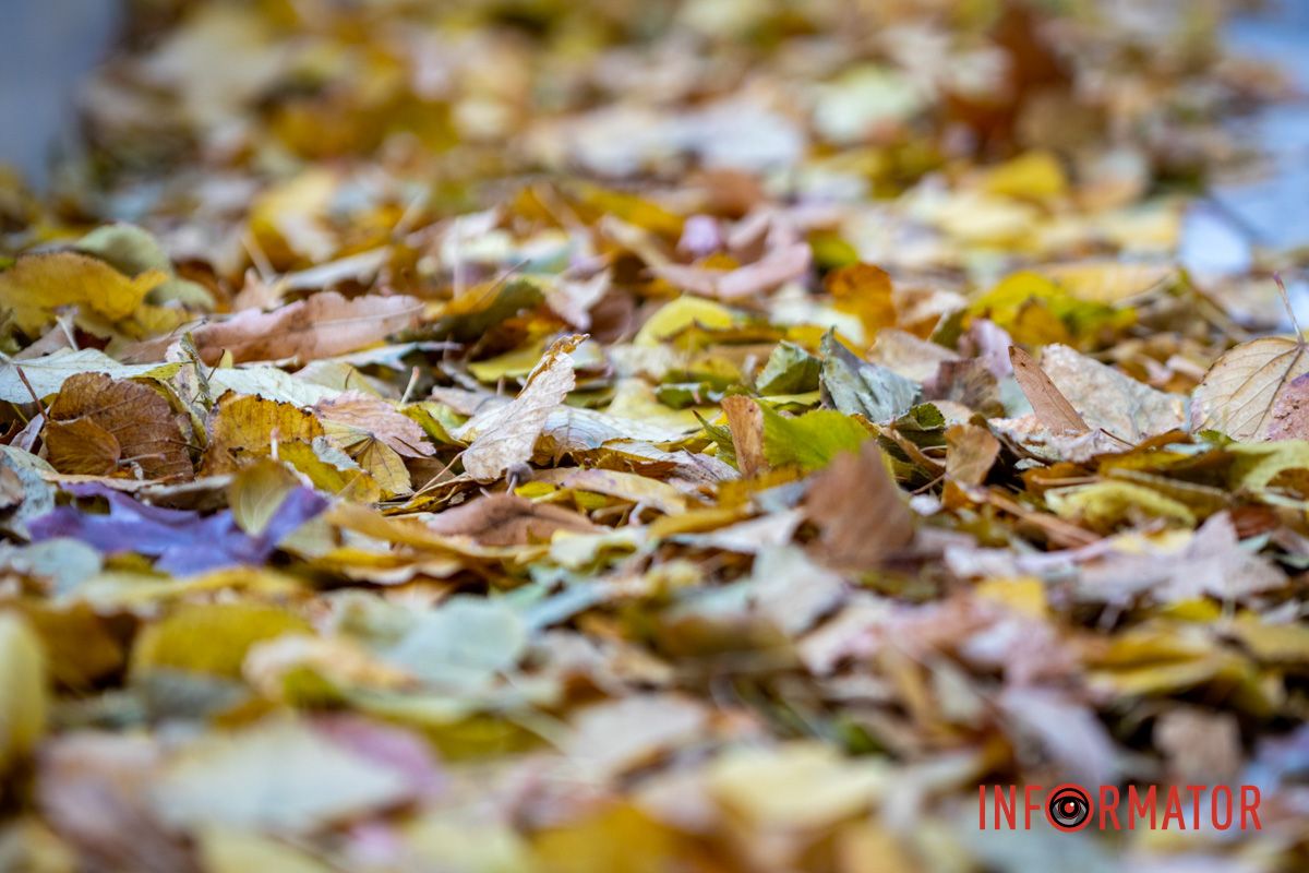 Чуєте шурхіт листя? Останні теплі дні: у парк Шевченко у Дніпрі завітала «золота осінь» 37