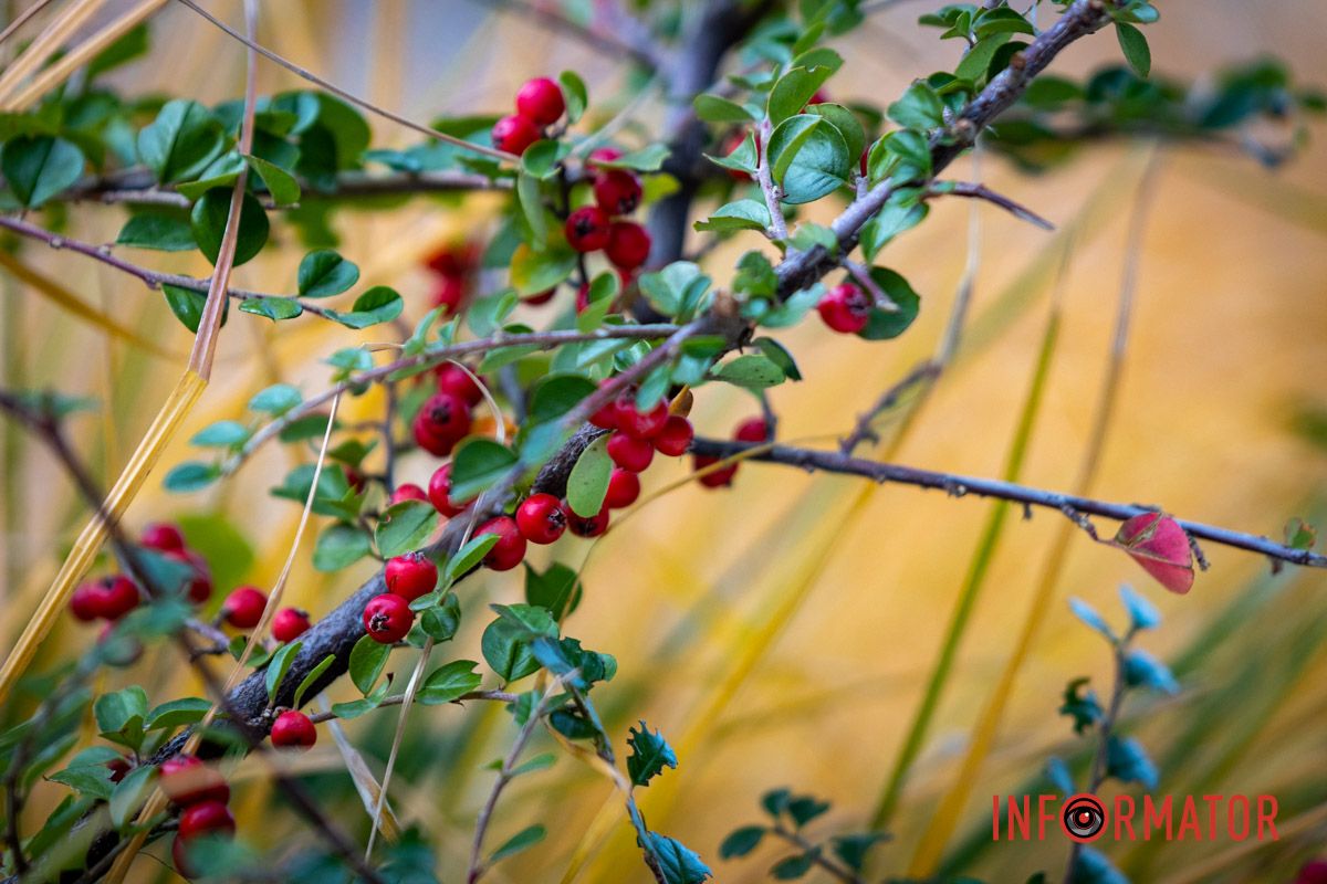 Як думаєте, що це? Останні теплі дні: у парк Шевченко у Дніпрі завітала «золота осінь» 38