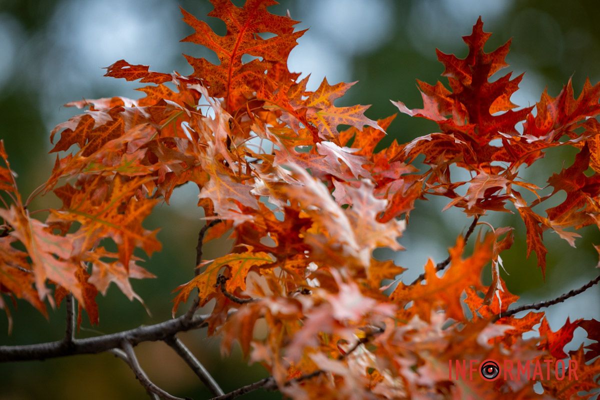 У природи свій смак Останні теплі дні: у парк Шевченко у Дніпрі завітала «золота осінь» 36