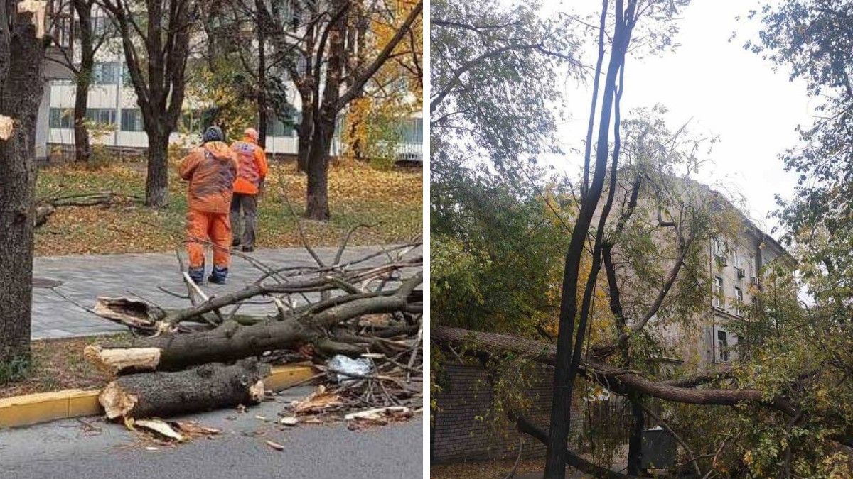 Повалені дерева та обриви ліній: що відомо про наслідки сильного вітру у Дніпрі та куди звертатися по допомогу