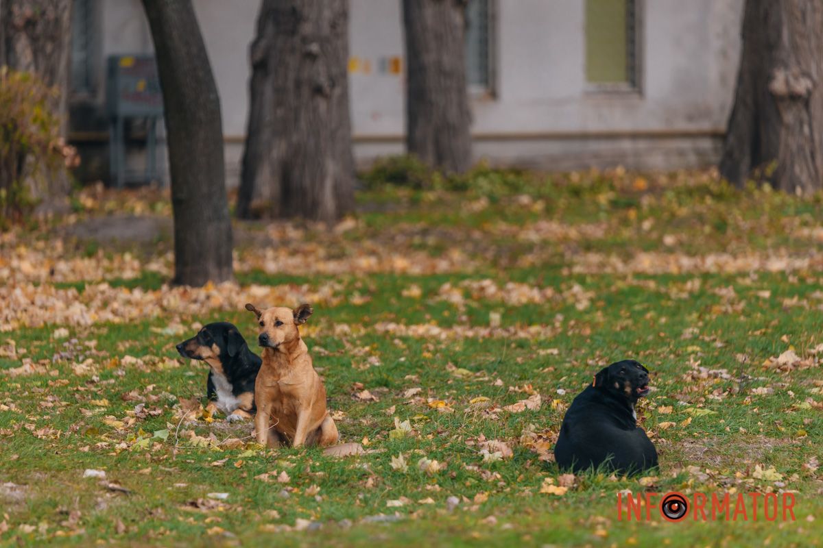 Качки, голуби та опале листя: як парк Глоби у Дніпрі зустрічає листопад 4