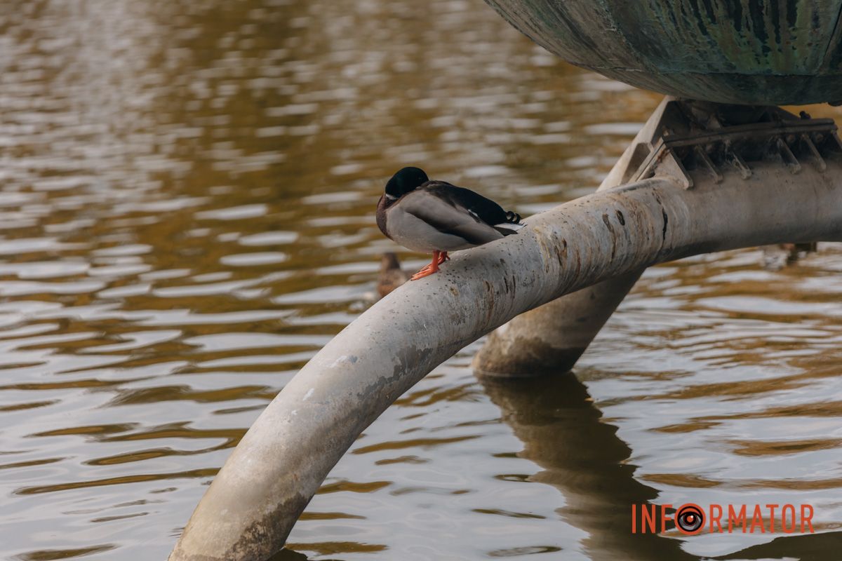 Качки, голуби та опале листя: як парк Глоби у Дніпрі зустрічає листопад 15