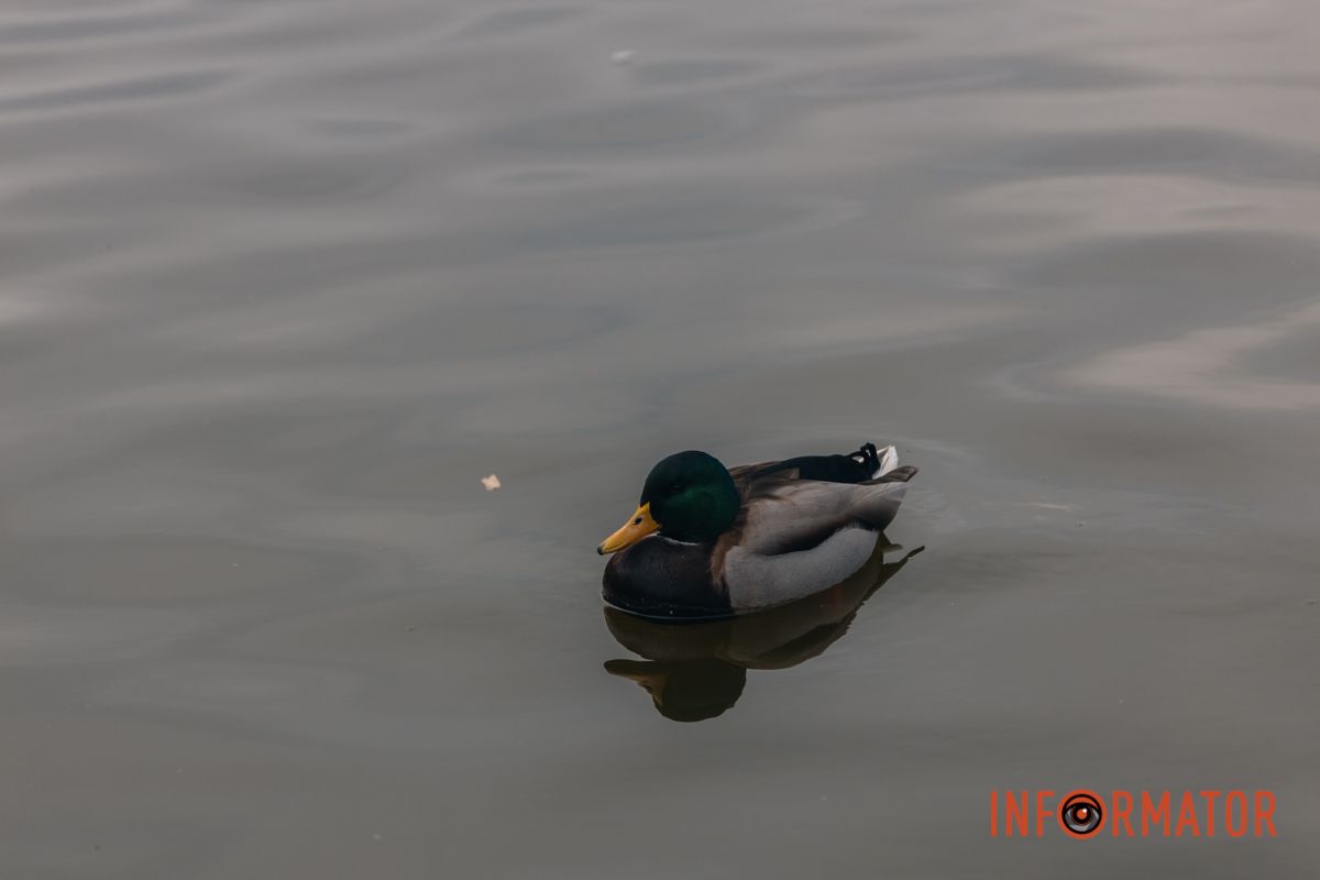 Качки, голуби та опале листя: як парк Глоби у Дніпрі зустрічає листопад 17