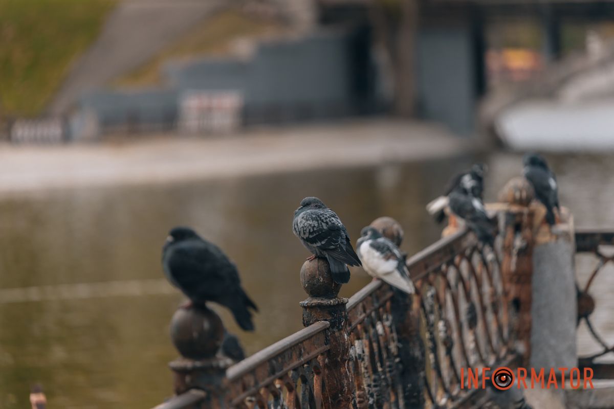 Качки, голуби та опале листя: як парк Глоби у Дніпрі зустрічає листопад 16