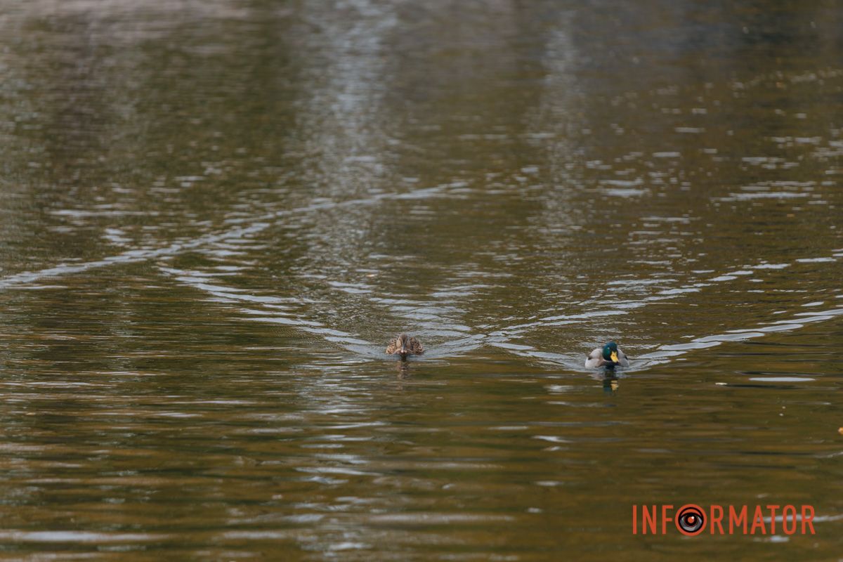 Качки, голуби та опале листя: як парк Глоби у Дніпрі зустрічає листопад 19
