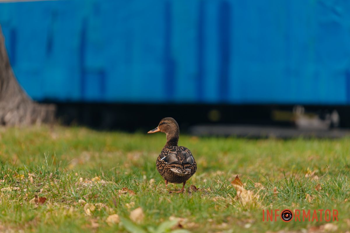 Качки, голуби та опале листя: як парк Глоби у Дніпрі зустрічає листопад 23