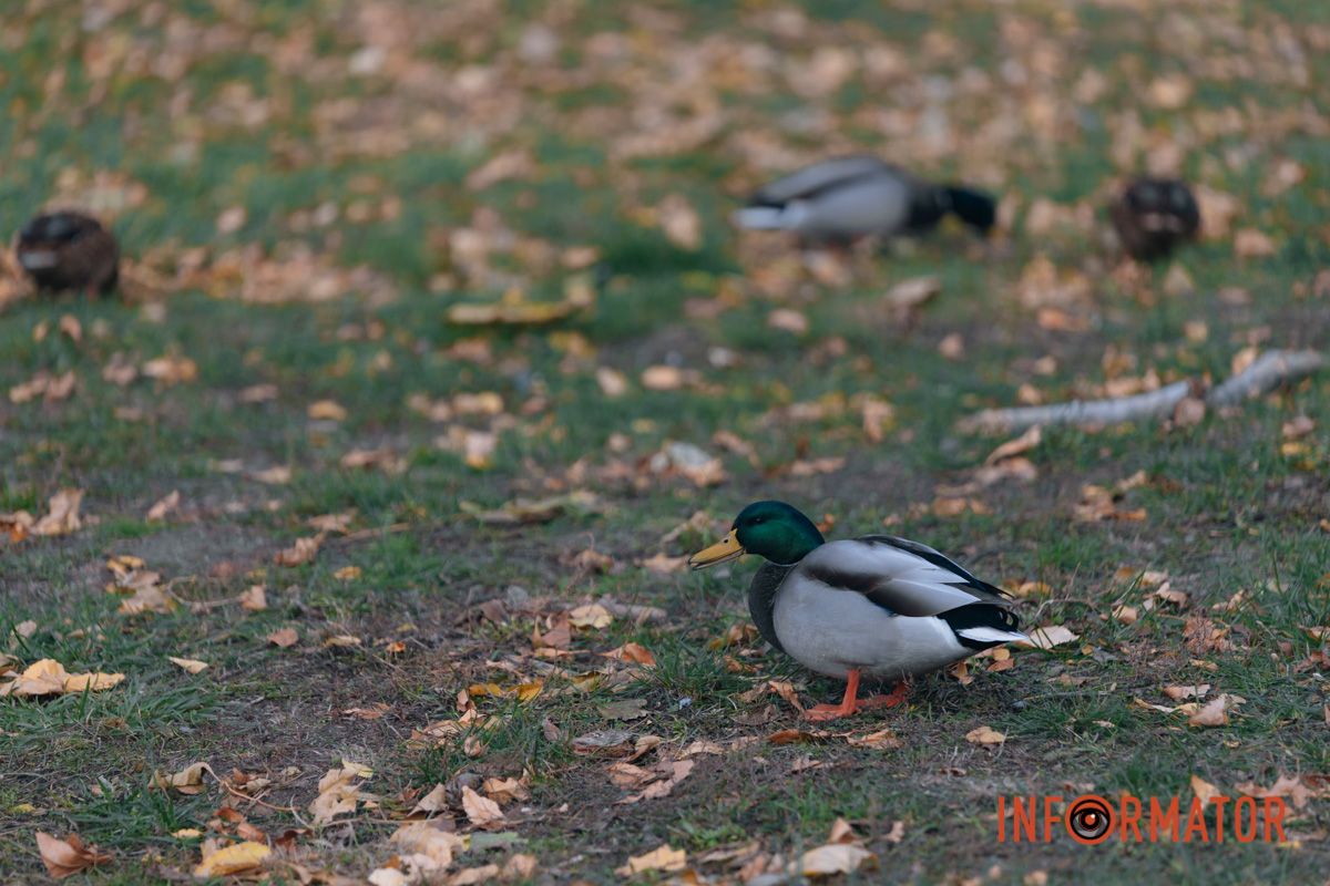 Качки, голуби та опале листя: як парк Глоби у Дніпрі зустрічає листопад 27