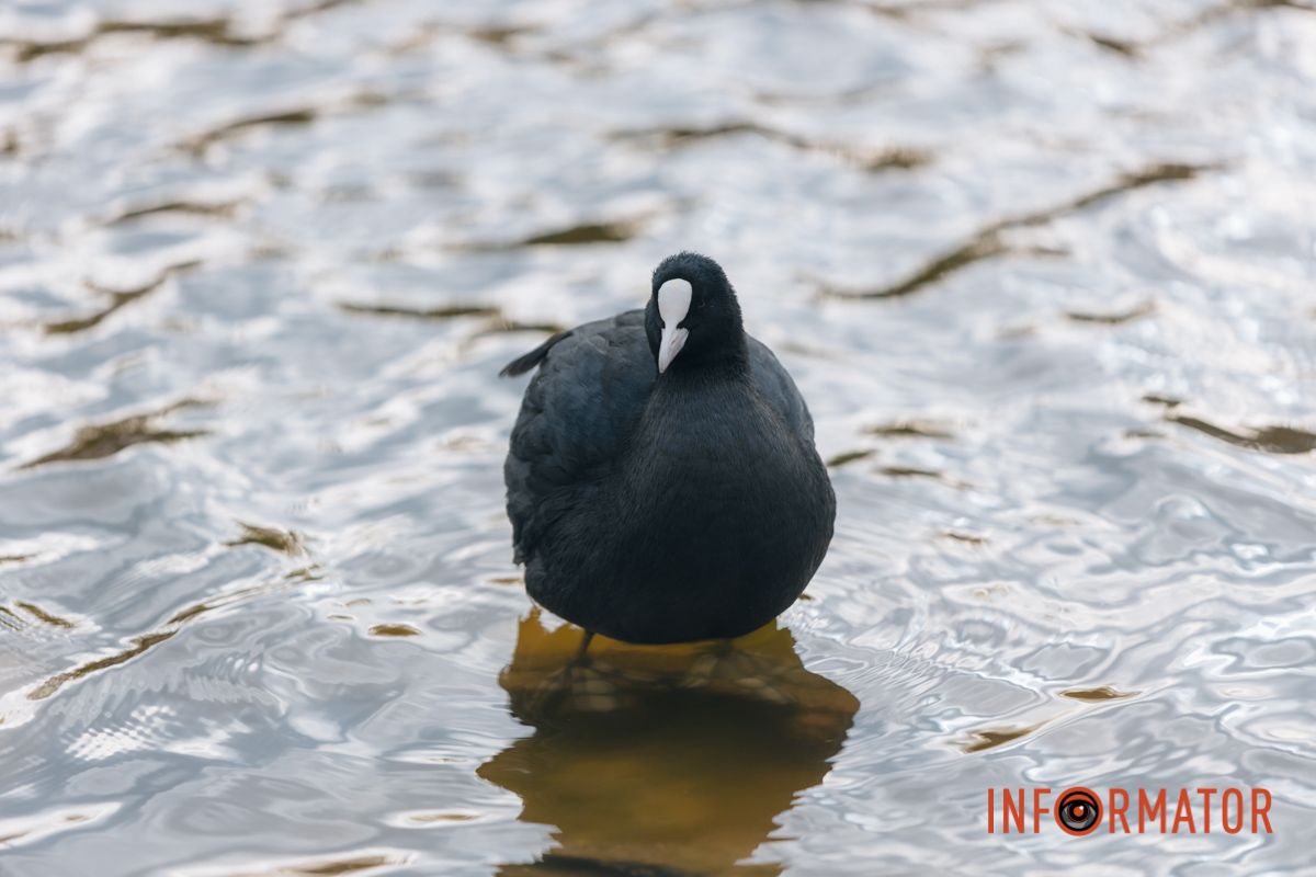 Качки, голуби та опале листя: як парк Глоби у Дніпрі зустрічає листопад 28