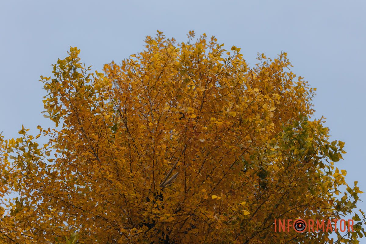Качки, голуби та опале листя: як парк Глоби у Дніпрі зустрічає листопад 30