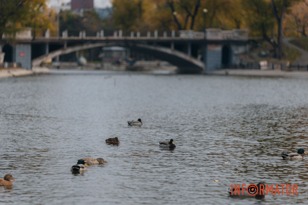 Качки, голуби та опале листя: як парк Глоби у Дніпрі зустрічає листопад 36