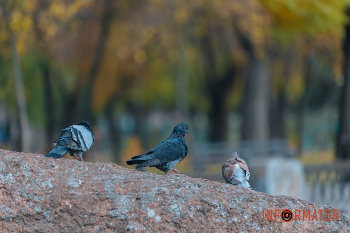 Качки, голуби та опале листя: як парк Глоби у Дніпрі зустрічає листопад 37