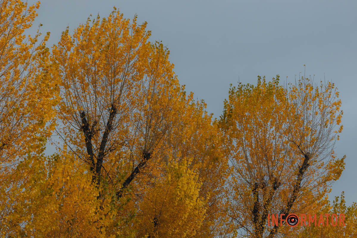Качки, голуби та опале листя: як парк Глоби у Дніпрі зустрічає листопад 39