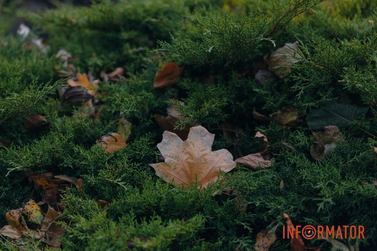 Качки, голуби та опале листя: як парк Глоби у Дніпрі зустрічає листопад 42