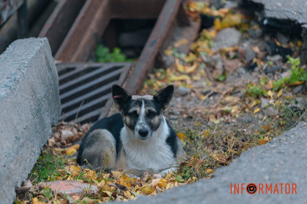 Качки, голуби та опале листя: як парк Глоби у Дніпрі зустрічає листопад 52