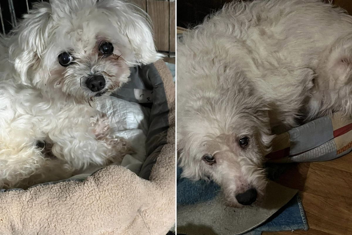 Пухнастики шакають господарів