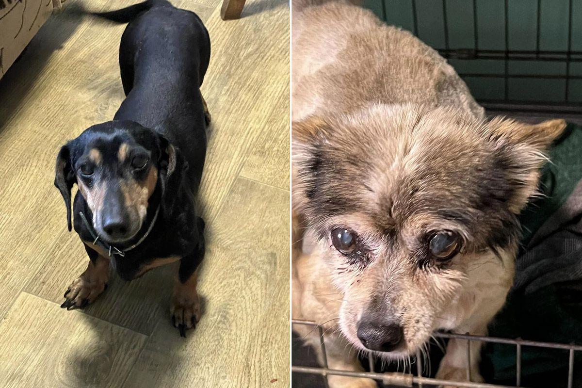 Уважно погляньте в ці оченята