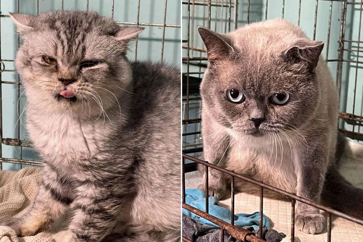 Притулок «Промінчик надії»