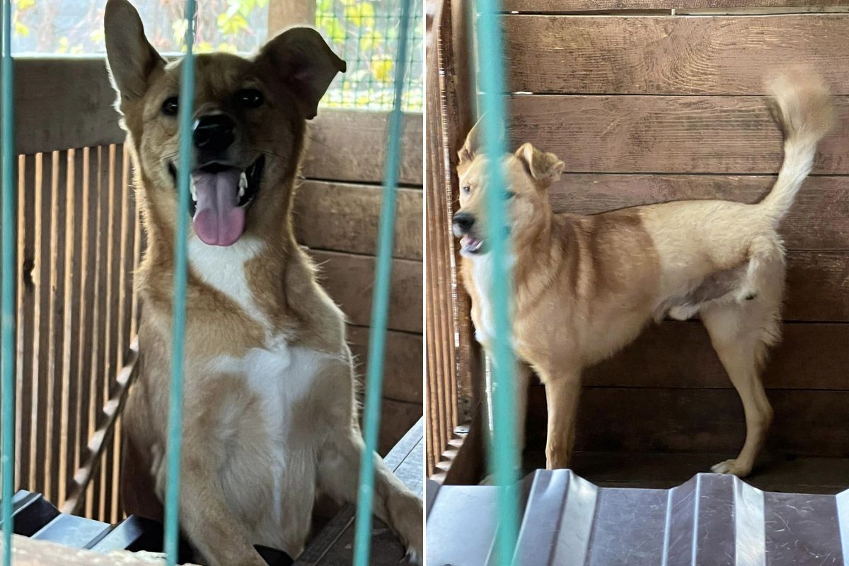 Усі вони шукають господарів