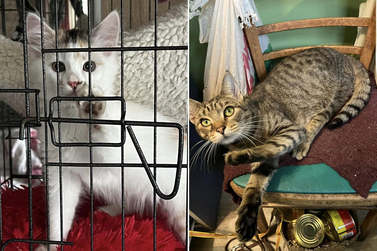 Також потрібна фінансова допомога і корми