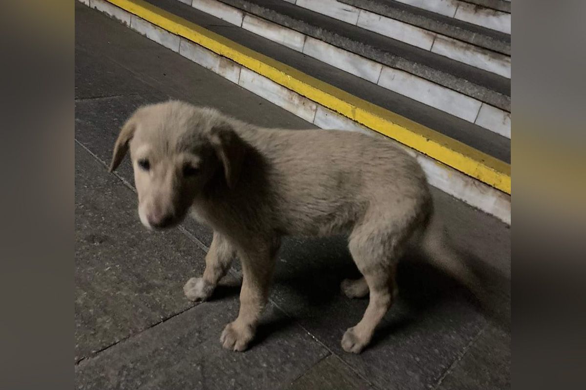 Вони мріють про теплі обійми: у Дніпрі котики та собачки прагнуть стати частиною вашої родини 2