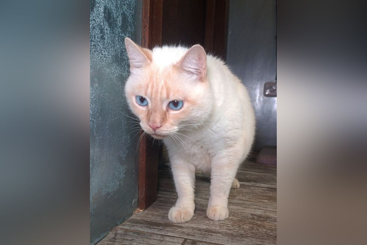 Вони мріють про теплі обійми: у Дніпрі котики та собачки прагнуть стати частиною вашої родини 1