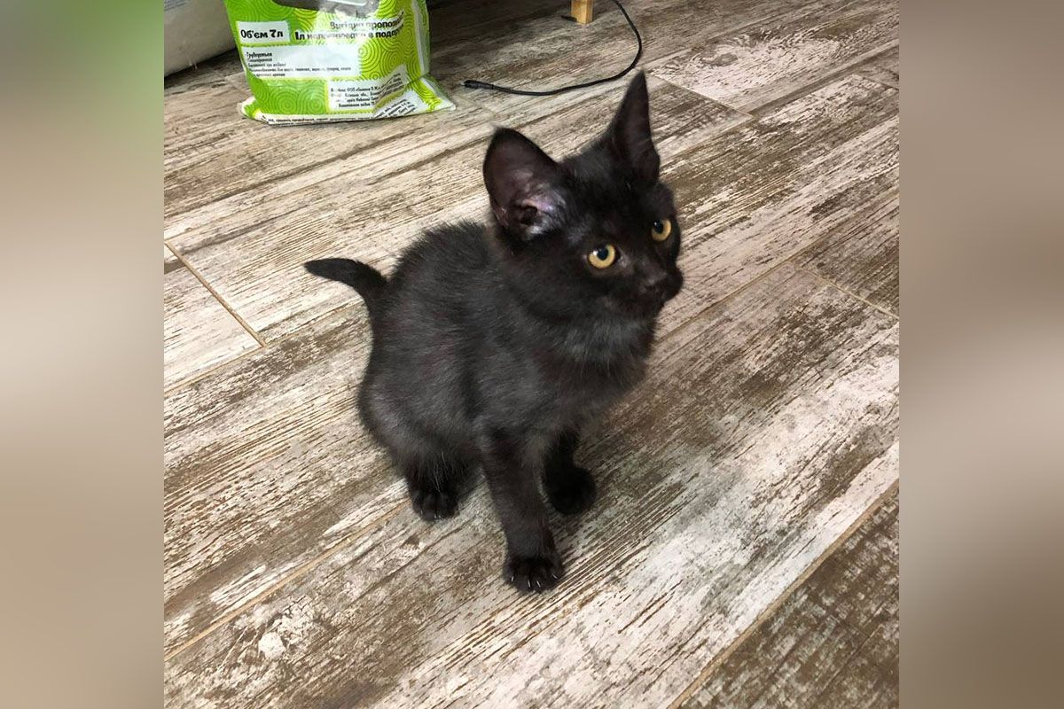 Вони мріють про теплі обійми: у Дніпрі котики та собачки прагнуть стати частиною вашої родини 3