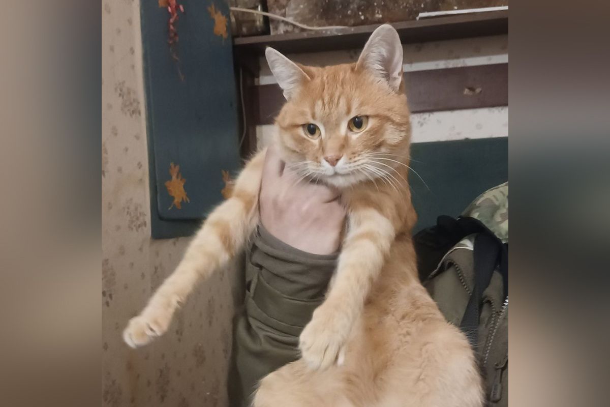 Вони мріють про теплі обійми: у Дніпрі котики та собачки прагнуть стати частиною вашої родини 4