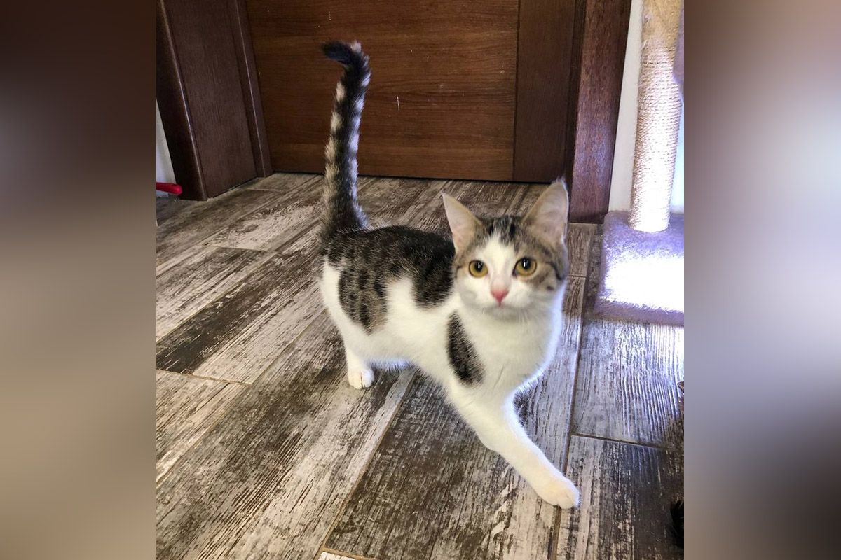 Вони мріють про теплі обійми: у Дніпрі котики та собачки прагнуть стати частиною вашої родини 5