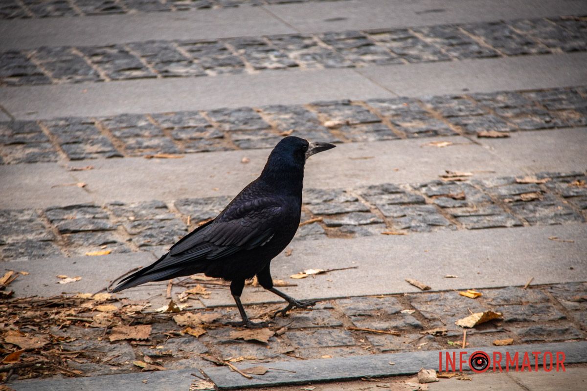 Новые трамвайные платформы и зонированные тротуары: ремонт Соборной площади в Днепре на завершающем этапе 21