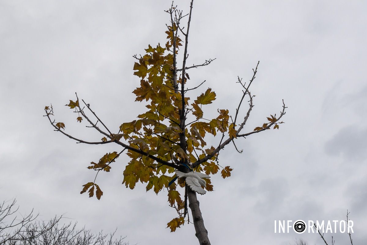 Пташка Пташка