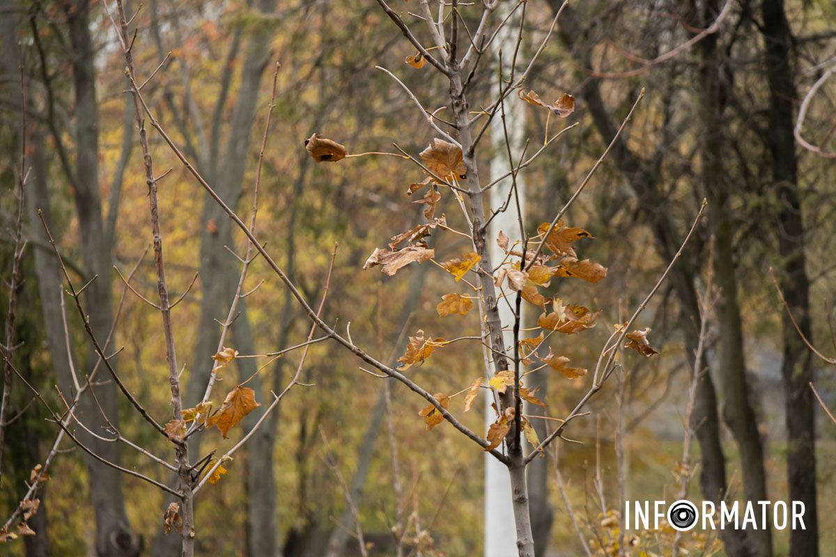 Лунки для дерев'їв підготували завчасно Лунки для дерев'їв підготували завчасно