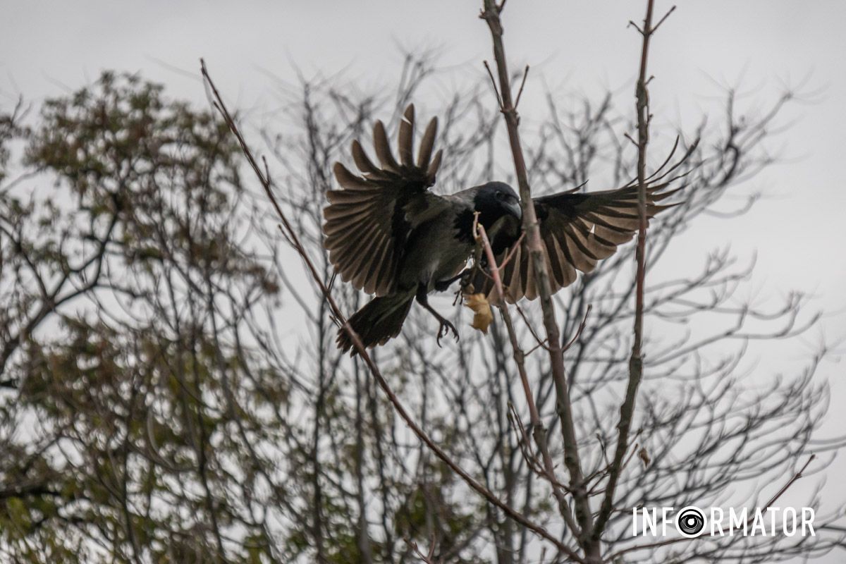 Ворон Ворон