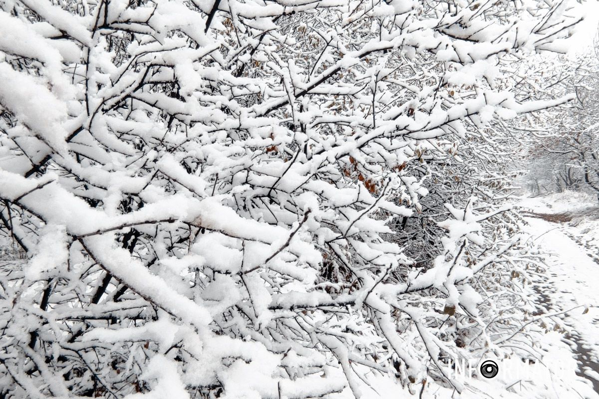 Ветви деревьев покрылись первым снегом